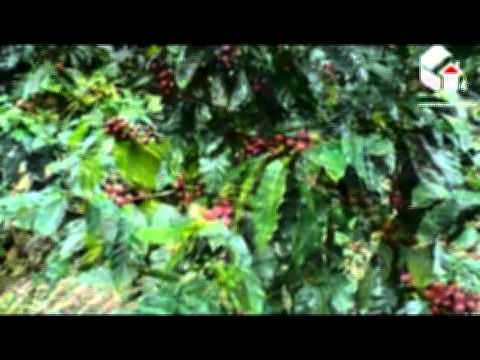 Vista interior de Venta de Finca de Cafe en Yamaranguila, Intibucá