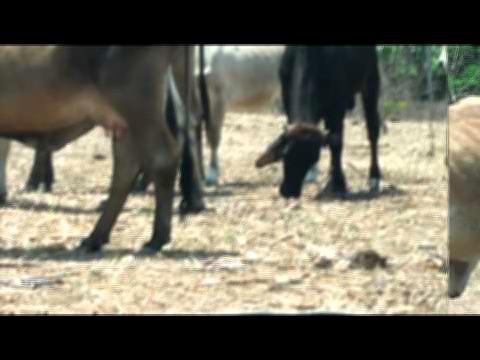 Vista interior de Venta de Terreno en Comayagua Honduras, San Jeronimo