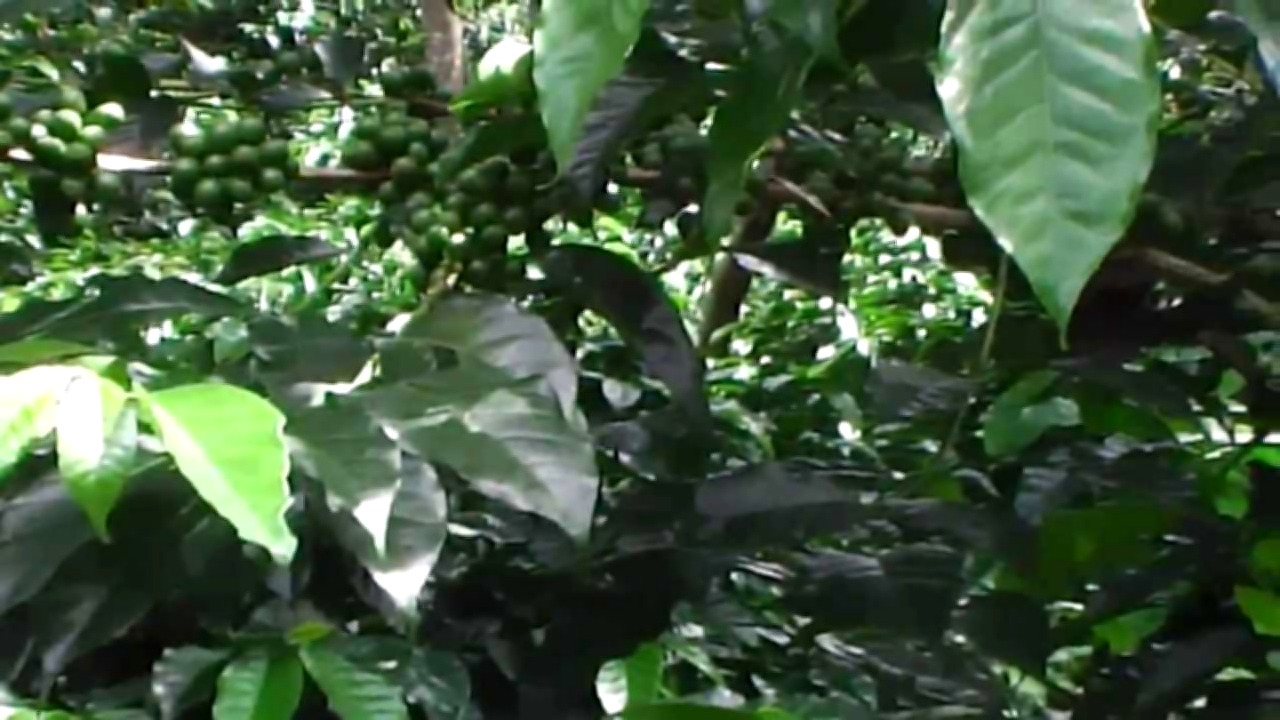 Vista interior de Venta De Hermosa Finca de Café en San Miguelito Intibuca 30 manzanas en Produccion