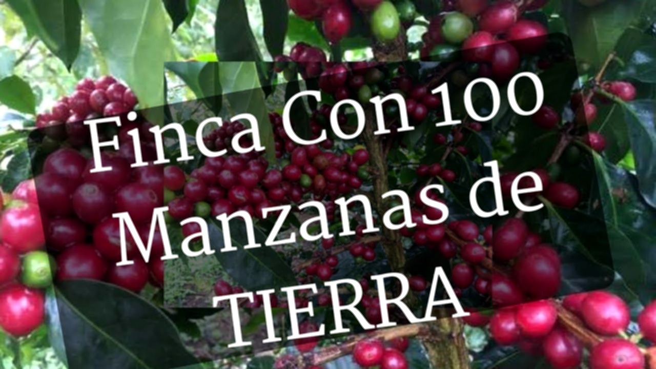 Vista interior de VENTA DE FINCA A 40 MINUTOS DE LA ESPERANZA INTIBUCA