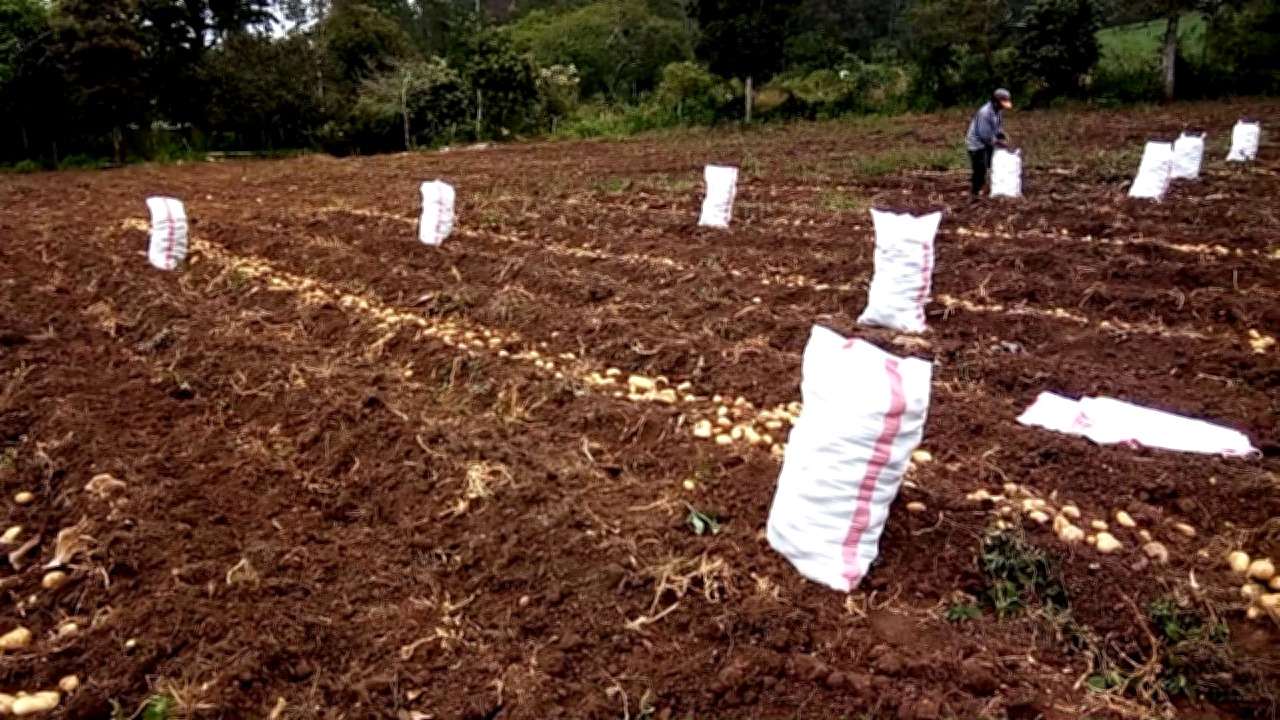 Vista interior de Venta de Terrenos en Yamaranguila Intibuca, Por Manzanas