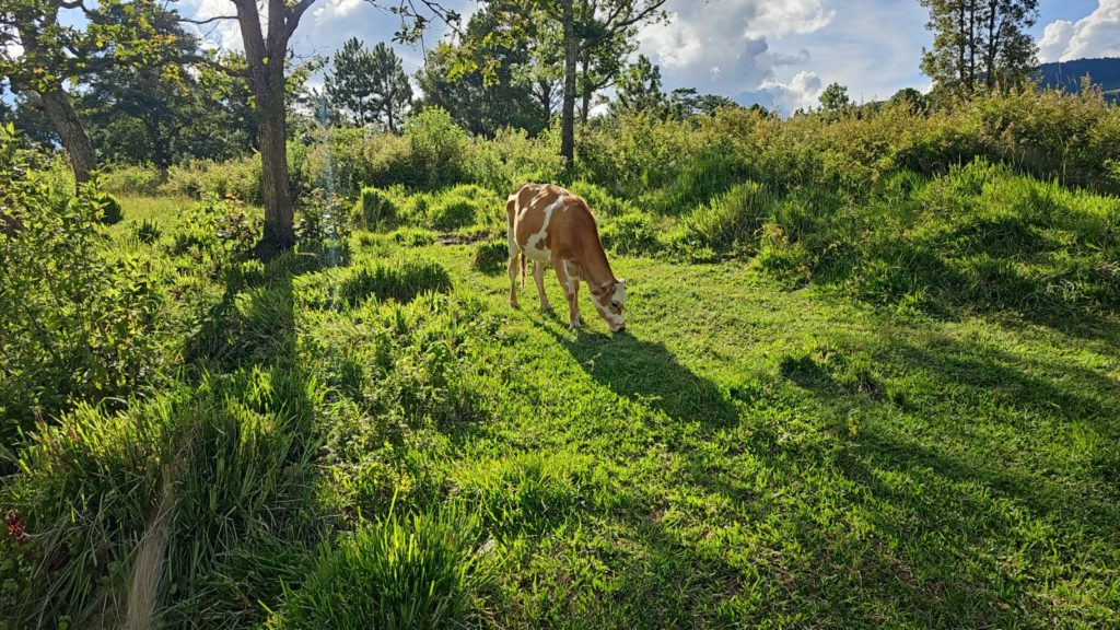 Venta de terrrenos en yamaranguila Intibucá 2024 2025